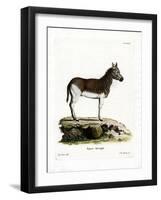 Quagga-null-Framed Giclee Print