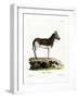 Quagga-null-Framed Giclee Print