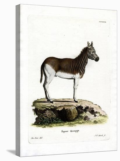 Quagga-null-Stretched Canvas