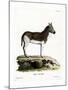 Quagga-null-Mounted Giclee Print