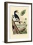 Quail, 1833-39-null-Framed Giclee Print