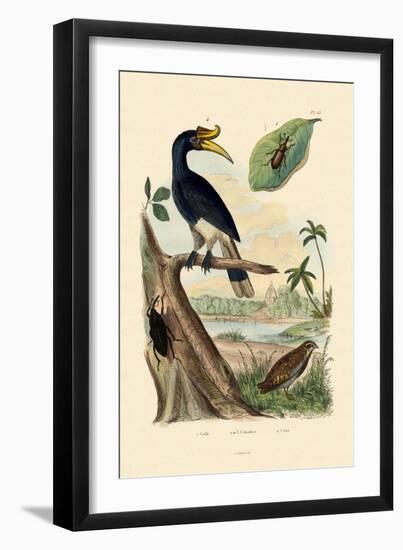 Quail, 1833-39-null-Framed Giclee Print