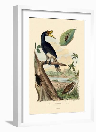 Quail, 1833-39-null-Framed Giclee Print