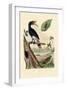 Quail, 1833-39-null-Framed Giclee Print