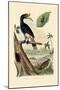 Quail, 1833-39-null-Mounted Giclee Print