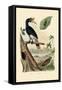 Quail, 1833-39-null-Framed Stretched Canvas