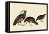 Quail and Bobwhite-John James Audubon-Framed Stretched Canvas