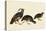 Quail and Bobwhite-John James Audubon-Stretched Canvas