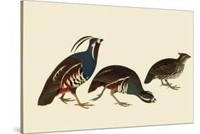 Quail and Bobwhite-John James Audubon-Stretched Canvas