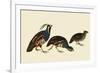 Quail and Bobwhite-John James Audubon-Framed Premium Giclee Print