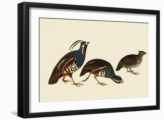Quail and Bobwhite-John James Audubon-Framed Giclee Print