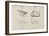 Quail and Rabbit Illustrations and Verse From Nonsense Alphabets by Edward Lear.-Edward Lear-Framed Giclee Print