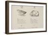 Quail and Rabbit Illustrations and Verse From Nonsense Alphabets by Edward Lear.-Edward Lear-Framed Premium Giclee Print