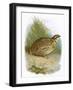 Quail-English-Framed Giclee Print