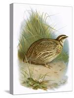 Quail-English-Stretched Canvas