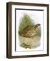 Quail-English-Framed Giclee Print