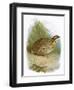 Quail-English-Framed Giclee Print