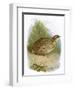 Quail-English-Framed Giclee Print