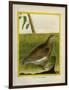 Quail-Georges-Louis Buffon-Framed Giclee Print