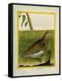 Quail-Georges-Louis Buffon-Framed Stretched Canvas