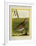 Quail-Georges-Louis Buffon-Framed Giclee Print