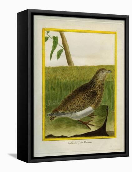 Quail-Georges-Louis Buffon-Framed Stretched Canvas