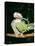 Quaker Parrot Preening-null-Stretched Canvas