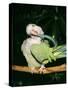 Quaker Parrot Preening-null-Stretched Canvas