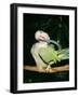 Quaker Parrot Preening-null-Framed Premium Photographic Print