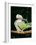 Quaker Parrot Preening-null-Framed Premium Photographic Print