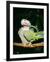 Quaker Parrot Preening-null-Framed Photographic Print