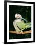 Quaker Parrot Preening-null-Framed Photographic Print