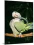 Quaker Parrot Preening-null-Mounted Photographic Print