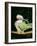 Quaker Parrot Preening-null-Framed Photographic Print