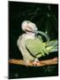 Quaker Parrot Preening-null-Mounted Photographic Print