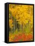 Quaking Aspen and Sumac, Routt National Forest, Colorado, USA-Rob Tilley-Framed Stretched Canvas