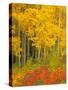 Quaking Aspen and Sumac, Routt National Forest, Colorado, USA-Rob Tilley-Stretched Canvas