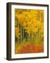 Quaking Aspen and Sumac, Routt National Forest, Colorado, USA-Rob Tilley-Framed Photographic Print