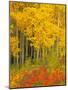 Quaking Aspen and Sumac, Routt National Forest, Colorado, USA-Rob Tilley-Mounted Photographic Print