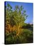 Quaking Aspen Grove Along the Rocky Mountain Front in Waterton Lakes National Park, Alberta, Canada-Chuck Haney-Stretched Canvas