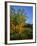 Quaking Aspen Grove Along the Rocky Mountain Front in Waterton Lakes National Park, Alberta, Canada-Chuck Haney-Framed Photographic Print