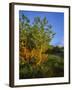 Quaking Aspen Grove Along the Rocky Mountain Front in Waterton Lakes National Park, Alberta, Canada-Chuck Haney-Framed Photographic Print