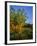 Quaking Aspen Grove Along the Rocky Mountain Front in Waterton Lakes National Park, Alberta, Canada-Chuck Haney-Framed Photographic Print