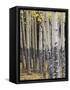 Quaking Aspen in Fall, Rocky Mountain National Park, Colorado, USA-Rolf Nussbaumer-Framed Stretched Canvas