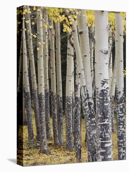 Quaking Aspen in Fall, Rocky Mountain National Park, Colorado, USA-Rolf Nussbaumer-Stretched Canvas