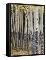 Quaking Aspen in Fall, Rocky Mountain National Park, Colorado, USA-Rolf Nussbaumer-Framed Stretched Canvas
