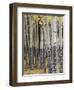 Quaking Aspen in Fall, Rocky Mountain National Park, Colorado, USA-Rolf Nussbaumer-Framed Photographic Print