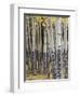 Quaking Aspen in Fall, Rocky Mountain National Park, Colorado, USA-Rolf Nussbaumer-Framed Photographic Print