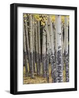 Quaking Aspen in Fall, Rocky Mountain National Park, Colorado, USA-Rolf Nussbaumer-Framed Photographic Print