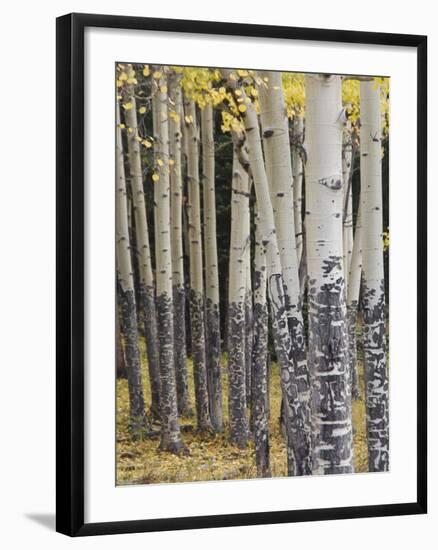 Quaking Aspen in Fall, Rocky Mountain National Park, Colorado, USA-Rolf Nussbaumer-Framed Photographic Print